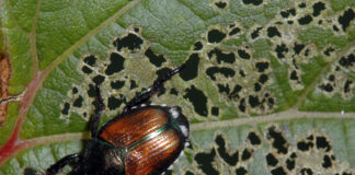 Invento de estudiantes de la U de M atrapa escarabajos japoneses y protege jardines Invento de estudiantes de la U de M atrapa escarabajos japoneses y protege jardines
