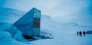 Cultivos para el apocalipsis, guardados en la Bóveda Global de Semillas de Svalbard Cultivos para el apocalipsis, guardados en la Bóveda Global de Semillas de Svalbard