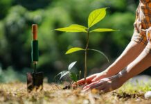 Venta de Plantas de Hennepin Tech se Extiende hasta el 8 de Mayo Venta de Plantas de Hennepin Tech se Extiende hasta el 8 de Mayo