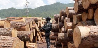 Desmantelan 12 aserraderos clandestinos que operaban en selva de Chiapas, México Desmantelan 12 aserraderos clandestinos que operaban en selva de Chiapas, México