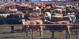 EEUU frena entrada de ganado mexicano como estrategia contra gusano barrenador EEUU frena entrada de ganado mexicano como estrategia contra gusano barrenador
