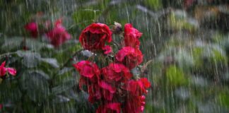 Lluvias dispersas el miércoles en Minnesota mientras esperan un aumento de temperatura Lluvias dispersas el miércoles en Minnesota mientras esperan un aumento de temperatura