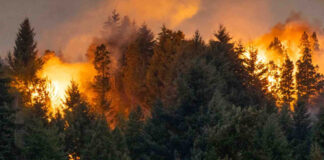 Walz declara emergencia por incendios en el norte de Minnesota Walz declara emergencia por incendios en el norte de Minnesota