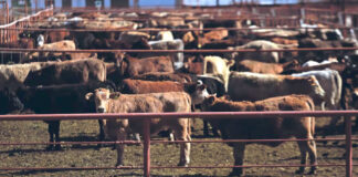 México busca erradicar el gusano barrenador; presenta plan a EEUU para reactivar la exportación México busca erradicar el gusano barrenador; presenta plan a EEUU para reactivar la exportación