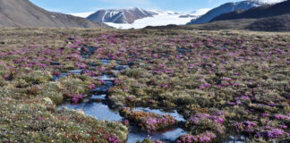 Las plantas del Ártico reaccionan de forma inesperada al cambio climático Las plantas del Ártico reaccionan de forma inesperada al cambio climático