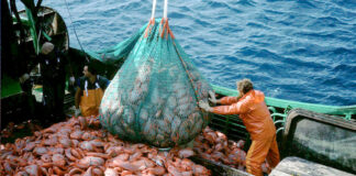 La FAO alerta sobre la sobrepesca global; destaca avances en regiones con buena gestión La FAO alerta sobre la sobrepesca global; destaca avances en regiones con buena gestión