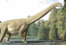 Restos en el intestino de un saurópodo muestran que apenas masticaba al comer Restos en el intestino de un saurópodo muestran que apenas masticaba al comer