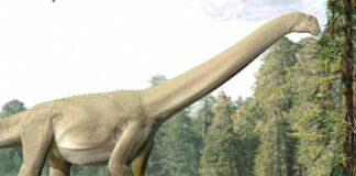 Restos en el intestino de un saurópodo muestran que apenas masticaba al comer Restos en el intestino de un saurópodo muestran que apenas masticaba al comer