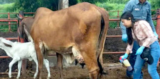 Reabren frontera de EEUU con México al avanzar lucha contra gusano barrenador Reabren frontera de EEUU con México al avanzar lucha contra gusano barrenador