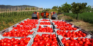 Tras amenaza arancelaria, EEUU abre investigación contra jitomate mexicano Tras amenaza arancelaria, EEUU abre investigación contra jitomate mexicano