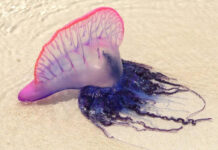 No son medusas: identifican cuatro especies distintas de carabela portuguesa No son medusas: identifican cuatro especies distintas de carabela portuguesa