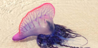 No son medusas: identifican cuatro especies distintas de carabela portuguesa No son medusas: identifican cuatro especies distintas de carabela portuguesa