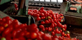 Entra en vigor arancel de EEUU al jitomate mexicano; ¿cuál será su impacto? Entra en vigor arancel de EU al jitomate mexicano; ¿cuál será su impacto?