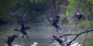 14,500 libras de excrementos de aves contaminan Augusta Lake; residentes buscan soluciones 14,500 libras de excrementos de aves contaminan Augusta Lake; residentes buscan soluciones