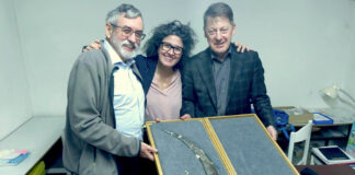 Un bumerán de colmillo de mamut revela la inteligencia del ‘Homo sapiens’ hace 40 mil años Un bumerán de colmillo de mamut revela la inteligencia del 'Homo sapiens' hace 40 mil años