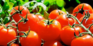 Casa Blanca afirma que aranceles al jitomate mexicano “impulsan a agricultores de EEUU” Casa Blanca afirma que aranceles al jitomate mexicano “impulsan a agricultores de EEUU”