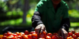 ¿Aranceles de EEUU?; No problem, buscan colocar jitomate mexicano en el mercado japonés ¿Aranceles de EEUU?; No problem, buscan colocar jitomate mexicano en el mercado japonés