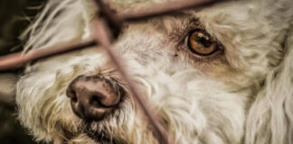 Mascotas, las inocentes víctimas colaterales de las redadas en Estados Unidos Mascotas, las inocentes víctimas colaterales de las redadas en Estados Unidos