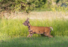 Aumentan avistamientos en EEUU de ciervos, ardillas y conejos con extrañas protuberancias Aumentan avistamientos de ciervos, ardillas y conejos con deformaciones en el cuerpo en EEUU