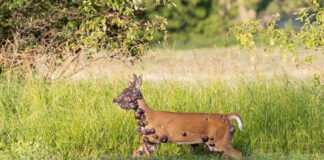 Aumentan avistamientos en EEUU de ciervos, ardillas y conejos con extrañas protuberancias Aumentan avistamientos de ciervos, ardillas y conejos con deformaciones en el cuerpo en EEUU