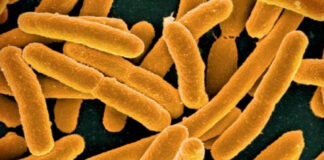 Suman 8 muertos por bacteria carnívora presente en mar de EEUU; detectan 30 casos Suman 8 muertos por bacteria carnívora presente en mar de EEUU; detectan 30 casos