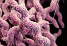 Suman 6 muertos y 34 infectados tras brote de bacteria “come carne” en Luisiana Suman 6 muertos y 34 infectados tras brote de bacteria "come carne" en Luisiana