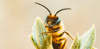 17 de Agosto, Día de las Abejas en México; 5 acciones para protegerlas y conservarlas 17 de Agosto, Día de las Abejas en México; 5 acciones para protegerlas y conservarlas