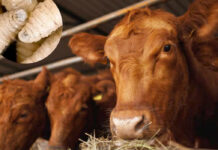 EEUU autoriza el uso de fármacos veterinarios para enfrentar al gusano barrenador EEUU autoriza el uso de emergencia de fármacos veterinarios para enfrentar al gusano barrenador