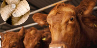 EEUU autoriza el uso de fármacos veterinarios para enfrentar al gusano barrenador EEUU autoriza el uso de emergencia de fármacos veterinarios para enfrentar al gusano barrenador