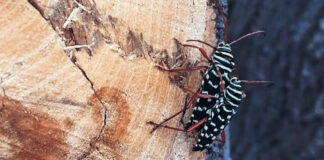 El escarabajo ambrosia del laurel rojo, un insecto difícil de detectar y erradicar El escarabajo ambrosia del laurel rojo, un insecto difícil de detectar y erradicar