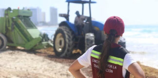 Elaborarán fertilizantes con sargazo, el alga que invade las playas del Caribe mexicano Elaborarán fertilizantes con sargazo, el alga que invade las playas del Caribe mexicano