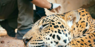 Xamá, jaguar rescatado es liberado con éxito en Brasil, pero la amenaza persiste Xamá, jaguar rescatado es liberado con éxito en Brasil, pero la amenaza persiste