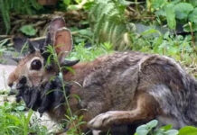 Alarma en EEUU la presencia de conejos con “tentáculos” en la cabeza, pero sólo es un virus Alarma en EEUU la presencia de conejos con "tentáculos" en la cabeza, pero sólo es un virus
