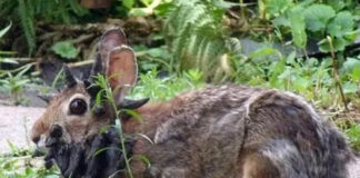 Alarma en EEUU la presencia de conejos con “tentáculos” en la cabeza, pero sólo es un virus Alarma en EEUU la presencia de conejos con "tentáculos" en la cabeza, pero sólo es un virus