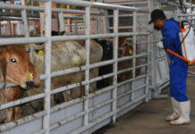 México y EEUU acuerdan plan contra el gusano barrenador para reanudar exportaciones México y EEUU acuerdan plan contra el gusano barrenador para reanudar exportaciones