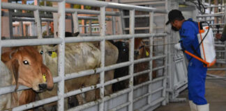 México y EEUU acuerdan plan contra el gusano barrenador para reanudar exportaciones México y EEUU acuerdan plan contra el gusano barrenador para reanudar exportaciones