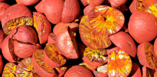 Hace 4 mil años, los humanos ya comían nueces con efectos alucinógenos Hace 4 mil años, los humanos ya comían nueces con efectos alucinógenos