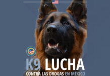 Perros donados por EEUU ayudan en el combate al tráfico de drogas en México Perros donados por EEUU ayudan en el combate al tráfico de drogas en México