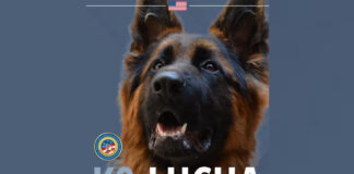 Perros donados por EEUU ayudan en el combate al tráfico de drogas en México Perros donados por EEUU ayudan en el combate al tráfico de drogas en México