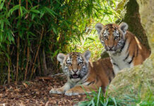 Zoológico de Alemania sacrifica a cachorros de tigre siberiano en riesgo de extinción Zoológico de Alemania sacrifica a cachorros de tigre siberiano en riesgo de extinción