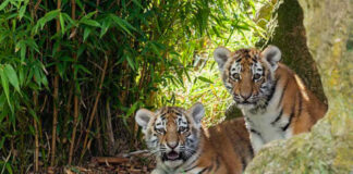 Zoológico de Alemania sacrifica a cachorros de tigre siberiano en riesgo de extinción Zoológico de Alemania sacrifica a cachorros de tigre siberiano en riesgo de extinción