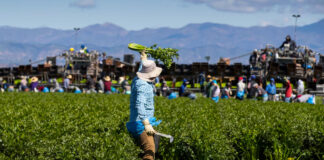 Redadas de Trump ya afectan al empleo en EEUU; el campo y la construcción, los más afectados Redadas de Trump ya afectan al empleo en EEUU; el campo y la construcción, los más afectados