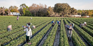 Trabajadores migrantes expulsados son difíciles de reemplazar, admite Trump Trabajadores migrantes expulsados son difíciles de reemplazar, admite Trump