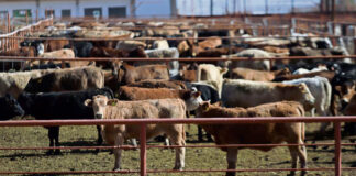 EEUU acusa a México de inacción tras nuevo caso de gusano barrenador EEUU acusa a México de inacción tras nuevo caso de gusano barrenador