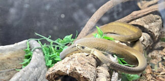 En redada de drogas al norte de Minnesota descubren animales exóticos venenosos En redada de drogas al norte de Minnesota descubren animales exóticos venenosos