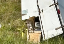 Camión que transportaba monos con hepatitis C, herpes y Covid se estrella en Mississippi Camión que transportaba monos con hepatitis C, herpes y Covid se estrella en Mississippi