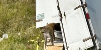 Camión que transportaba monos con hepatitis C, herpes y Covid se estrella en Mississippi Camión que transportaba monos con hepatitis C, herpes y Covid se estrella en Mississippi