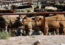 Ganaderos de EEUU se oponen al plan de Trump para importar más carne argentina Ganaderos de EEUU se oponen al plan de Trump para importar más carne argentina