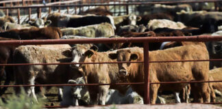 Ganaderos de EEUU se oponen al plan de Trump para importar más carne argentina Ganaderos de EEUU se oponen al plan de Trump para importar más carne argentina