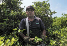 Crimen organizado se embolsa 3 mil 600 mdp al año en extorsiones a productores de limón Crimen se embolsa 3 mil 600 mdp al año por extorsionar a limoneros